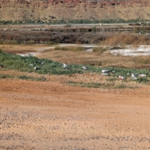 Eolophus roseicapilla at Ilparpa, NT - 25 May 2024