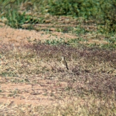 Anthus australis (Australian Pipit) at Ilparpa, NT - 24 May 2024 by Darcy