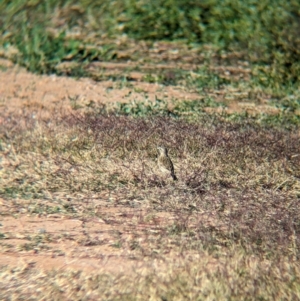 Anthus australis at Ilparpa, NT - 25 May 2024