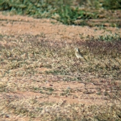 Anthus australis at Ilparpa, NT - 25 May 2024 09:20 AM