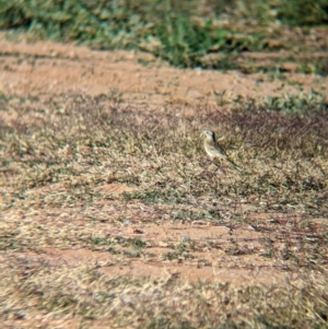 Anthus australis at Ilparpa, NT - 25 May 2024