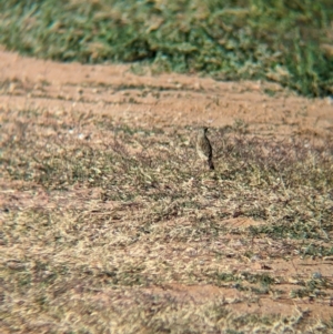 Anthus australis at Ilparpa, NT - 25 May 2024