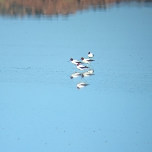 Recurvirostra novaehollandiae at Ilparpa, NT - 25 May 2024