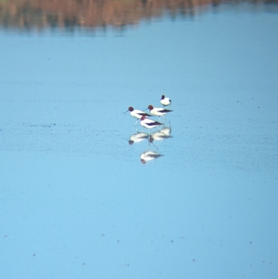 Recurvirostra novaehollandiae (Red-necked Avocet) at Ilparpa, NT - 25 May 2024 by Darcy