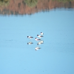 Recurvirostra novaehollandiae at Ilparpa, NT - 25 May 2024