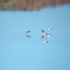 Recurvirostra novaehollandiae at Ilparpa, NT - 25 May 2024