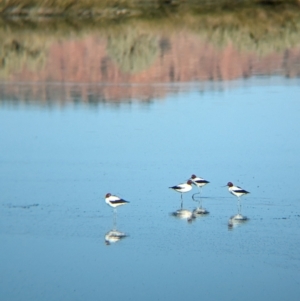 Recurvirostra novaehollandiae at Ilparpa, NT - 25 May 2024