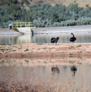 Cygnus atratus at Ilparpa, NT - 25 May 2024