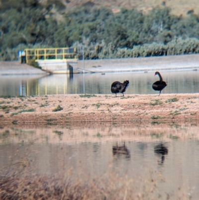 Cygnus atratus (Black Swan) at Ilparpa, NT - 25 May 2024 by Darcy