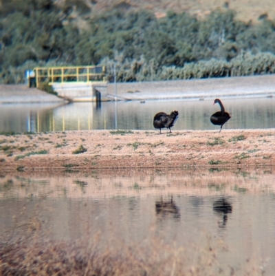 Cygnus atratus (Black Swan) at Ilparpa, NT - 25 May 2024 by Darcy