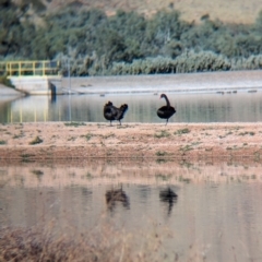 Cygnus atratus at Ilparpa, NT - 25 May 2024 09:32 AM