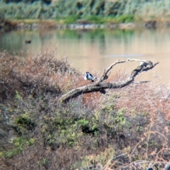 Grallina cyanoleuca (Magpie-lark) at Ilparpa, NT - 24 May 2024 by Darcy