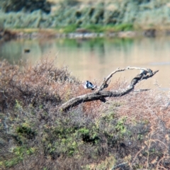 Grallina cyanoleuca at Ilparpa, NT - 25 May 2024