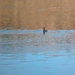 Tachybaptus novaehollandiae (Australasian Grebe) at Ilparpa, NT - 24 May 2024 by Darcy