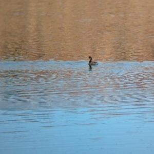 Tachybaptus novaehollandiae at Ilparpa, NT - 25 May 2024