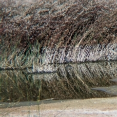 Porzana fluminea (Australian Spotted Crake) at Ilparpa, NT - 25 May 2024 by Darcy