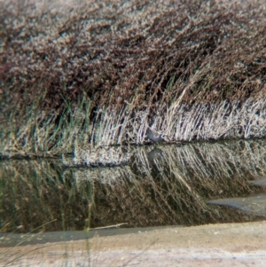 Porzana fluminea at Ilparpa, NT - 25 May 2024 10:22 AM