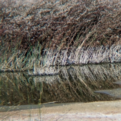 Porzana fluminea (Australian Spotted Crake) at Ilparpa, NT - 25 May 2024 by Darcy