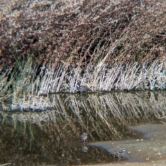 Porzana fluminea at Ilparpa, NT - 25 May 2024 10:22 AM