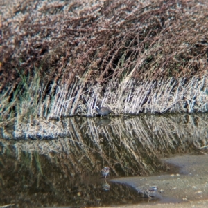 Porzana fluminea at Ilparpa, NT - 25 May 2024