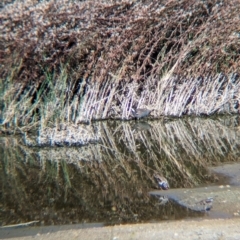 Porzana fluminea at Ilparpa, NT - 25 May 2024