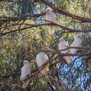 Cacatua sanguinea at Ilparpa, NT - 25 May 2024