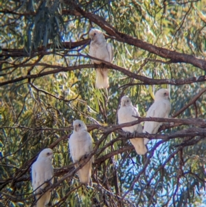 Cacatua sanguinea at Ilparpa, NT - 25 May 2024