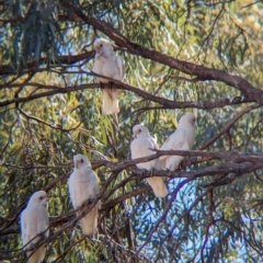 Cacatua sanguinea at Ilparpa, NT - 25 May 2024 10:31 AM