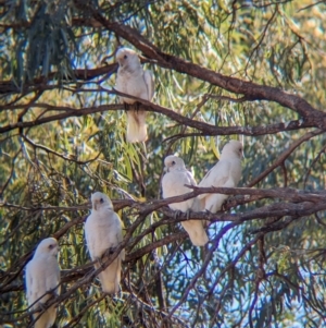 Cacatua sanguinea at Ilparpa, NT - 25 May 2024 10:31 AM