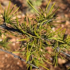 Acacia tetragonophylla (Dead Finish, Kurara) at Flynn, NT - 25 May 2024 by Darcy