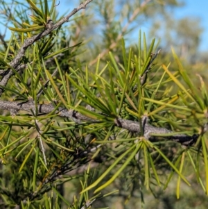 Acacia tetragonophylla at Flynn, NT - 25 May 2024