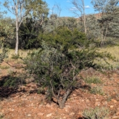 Acacia tetragonophylla at Flynn, NT - 25 May 2024 04:04 PM