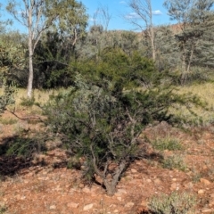 Acacia tetragonophylla at Flynn, NT - 25 May 2024