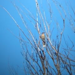 Acanthagenys rufogularis (Spiny-cheeked Honeyeater) at Flynn, NT - 25 May 2024 by Darcy