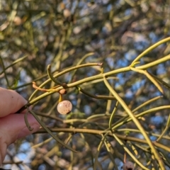 Amyema preissii (Wire-leaved Mistletoe) at Flynn, NT - 25 May 2024 by Darcy