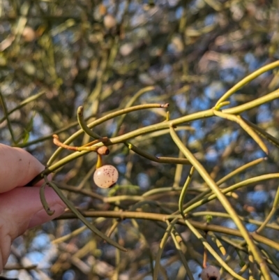 Amyema preissii (Wire-leaved Mistletoe) at Flynn, NT - 25 May 2024 by Darcy