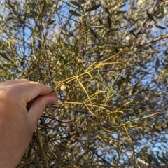 Amyema preissii at Flynn, NT - 25 May 2024 04:55 PM