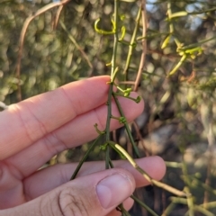 Amyema preissii at Flynn, NT - 25 May 2024