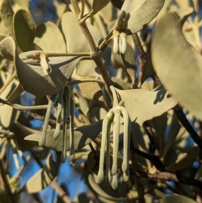Amyema maidenii subsp. maidenii (Pale-leaved Mistletoe) at Flynn, NT - 25 May 2024 by Darcy