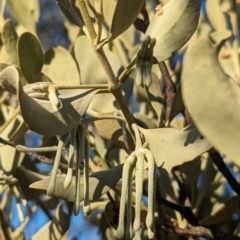 Amyema maidenii subsp. maidenii at Flynn, NT - 25 May 2024