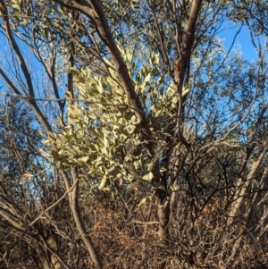 Amyema maidenii subsp. maidenii at Flynn, NT - 25 May 2024