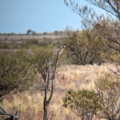 Aphelocephala pectoralis (Chestnut-breasted Whiteface) at Iwantja, SA - 26 May 2024 by Darcy