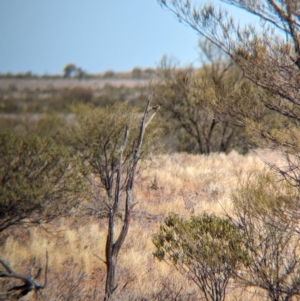 Aphelocephala pectoralis at suppressed - 26 May 2024