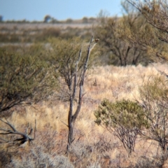 Aphelocephala pectoralis at suppressed - 26 May 2024