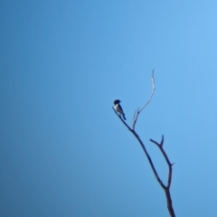 Melanodryas cucullata westralensis (Western Hooded Robin) at Undefined, SA - 26 May 2024 by Darcy