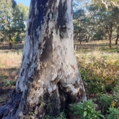 Eucalyptus blakelyi (Blakely's Red Gum) at Watson Woodlands - 7 Jun 2024 by AdrianM