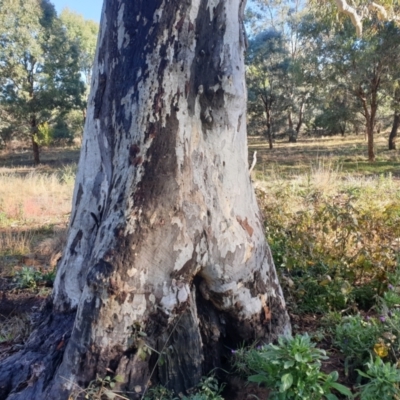 Eucalyptus blakelyi (Blakely's Red Gum) at Watson Woodlands - 7 Jun 2024 by AdrianM