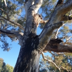 Eucalyptus blakelyi at Watson Woodlands - 8 Jun 2024