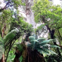 Eucalyptus regnans at Lottah, TAS - 29 Mar 2022