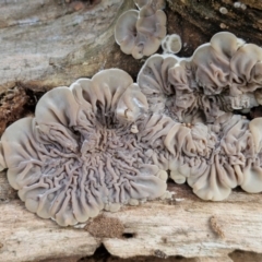 Unidentified Other fungi on wood at Banksia Street Wetland Corridor - 11 Jun 2024 by trevorpreston